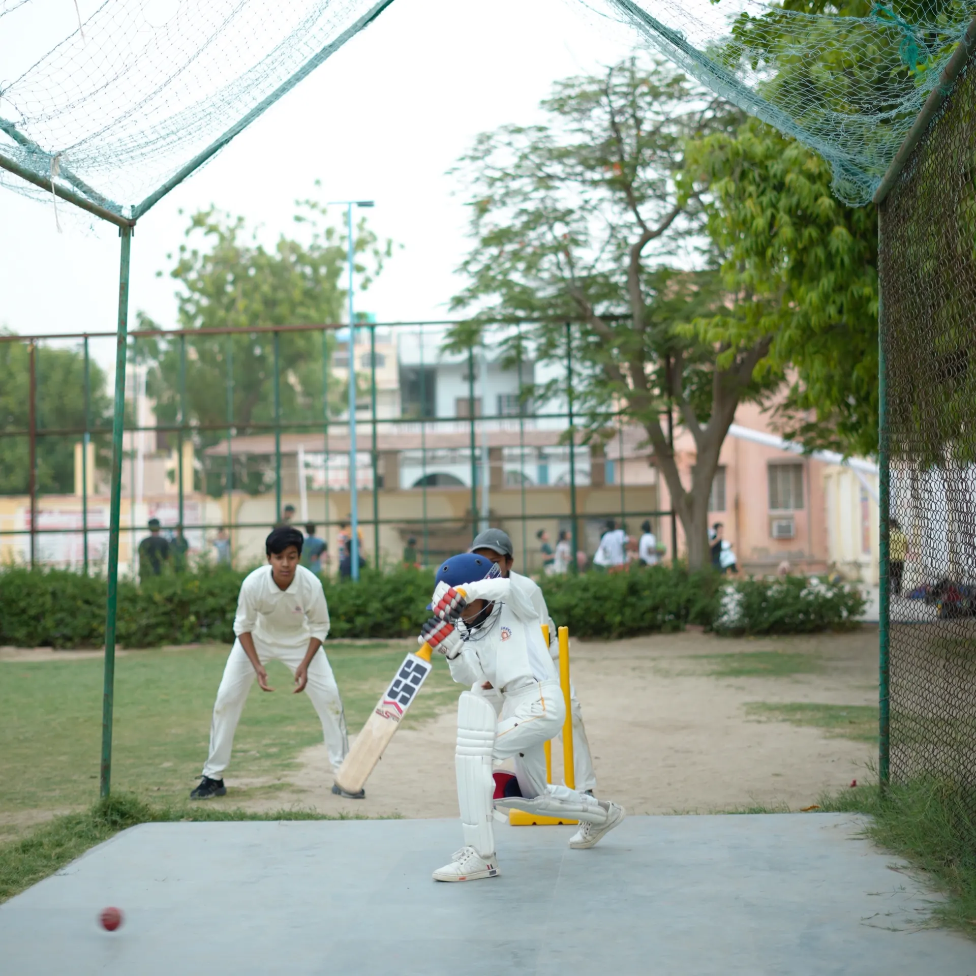 Cricket Turf